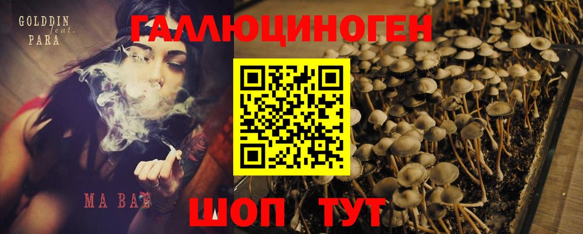 Белово  Псилоцибиновые грибы Psilocybine cubensis  Вход с VPN 